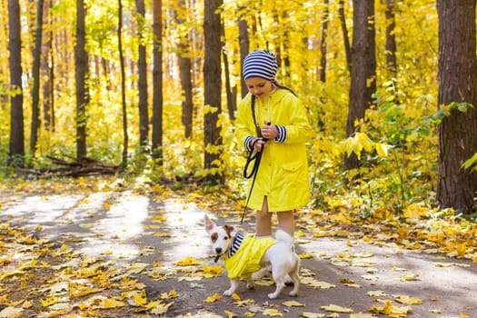 Child playing in autumn park with a jack russell terrier. Kid and jack russell dog.