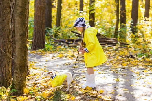 Child playing in autumn park with a jack russell terrier. Kid and jack russell dog.