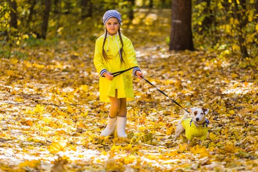 Child playing in autumn park with a jack russell terrier. Kid and jack russell dog.