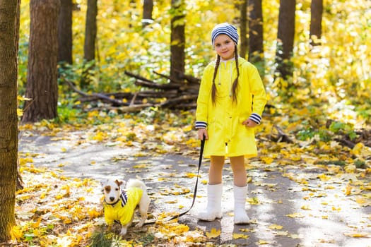 Child plays with Jack Russell Terrier in autumn forest. Autumn walk with a dog, children and pet.