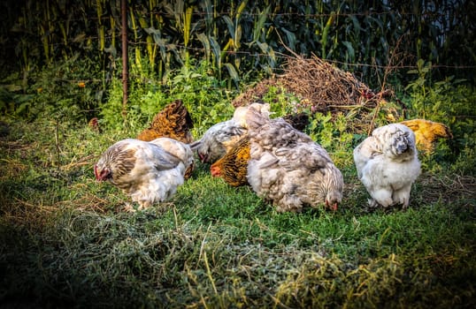 Big nice beautiful white and black brown hens feeding outdoors in green meadow with fresh grass on bright sunny day on blurred colorful summer background. Farming of poultry, chicken meat and eggs concept.