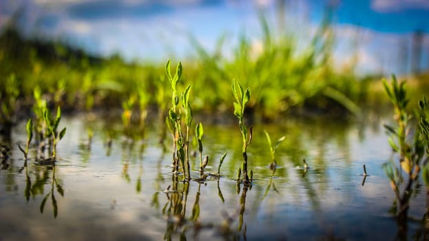 Close-up of a green grass in a swamp
