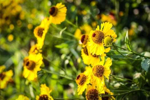 yellow spring flowers