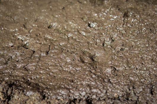 background texture of the swamp surface