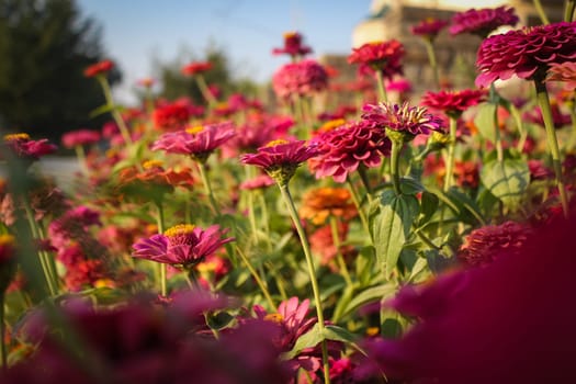 Flower major red. Garden. Field. Floriculture. Blooming flowerbed. Summer day. horizontal photo