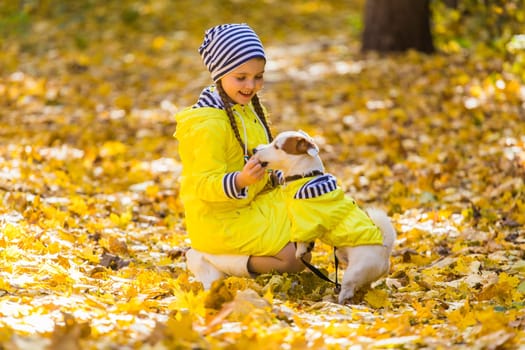 Child plays with Jack Russell Terrier in autumn forest. Autumn walk with a dog, children and pet.