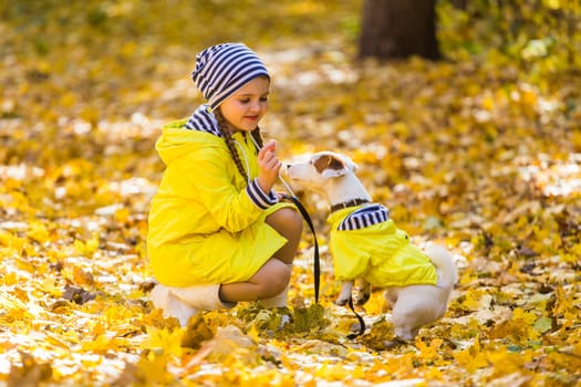 Portrait of a little girl on a background of orange and yellow leaves in an autumnal sunny day. Little puppy jack russell terrier. Pet and child concept.