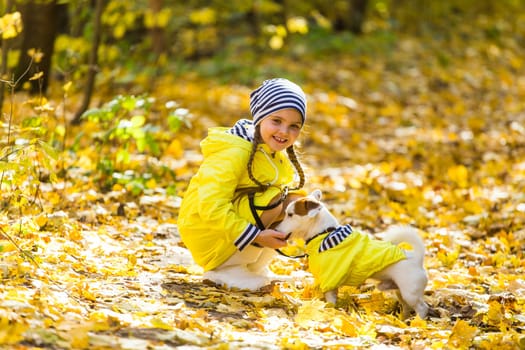 Child plays with Jack Russell Terrier in autumn forest. Autumn walk with a dog, children and pet.