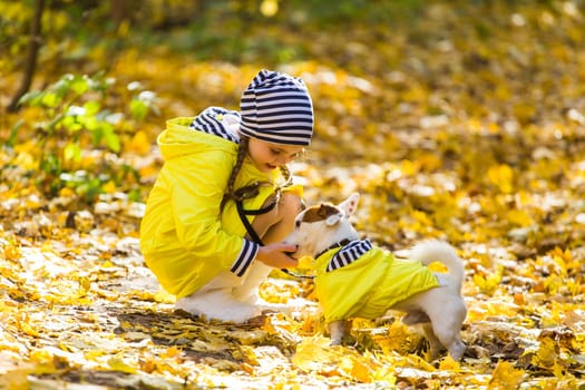 Portrait of a little girl on a background of orange and yellow leaves in an autumnal sunny day. Little puppy jack russell terrier. Pet and child concept.