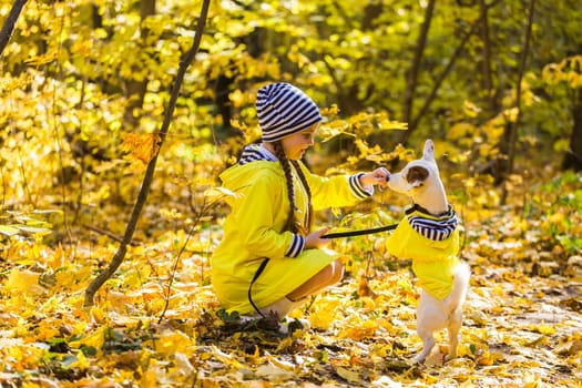 Portrait of a little girl on a background of orange and yellow leaves in an autumnal sunny day. Little puppy jack russell terrier. Pet and child concept.