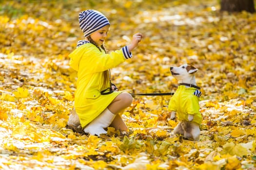 girl playing with her dog in autumn forest. Child and jack russell terrier dog.