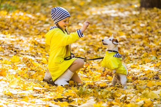 Child plays with Jack Russell Terrier in autumn forest. Autumn walk with a dog, children and pet.