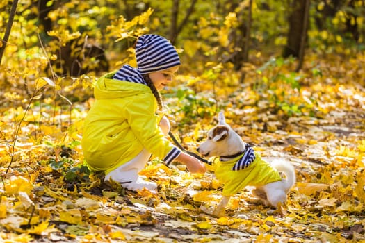 Child plays with Jack Russell Terrier in autumn forest. Autumn walk with a dog, children and pet.