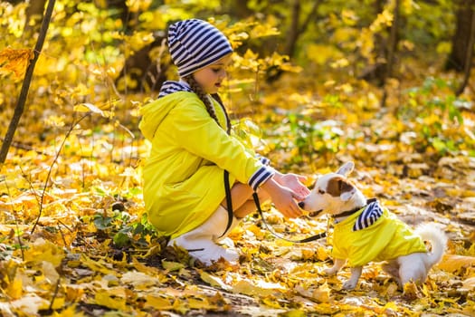 Child plays with Jack Russell Terrier in autumn forest. Autumn walk with a dog, children and pet.