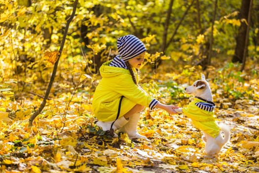 Child playing in autumn park with a jack russell terrier. Kid and jack russell dog.