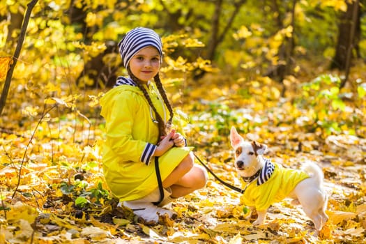 Child plays with Jack Russell Terrier in autumn forest. Autumn walk with a dog, children and pet.