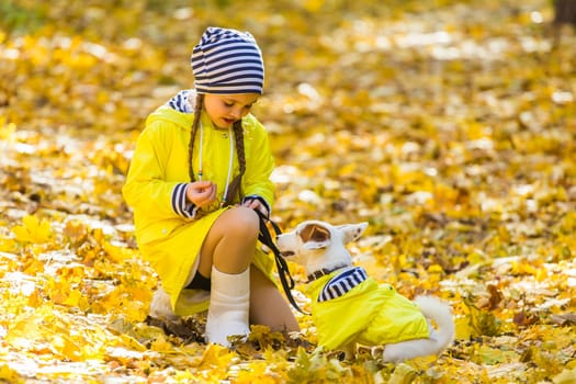 Child plays with Jack Russell Terrier in autumn forest. Autumn walk with a dog, children and pet.