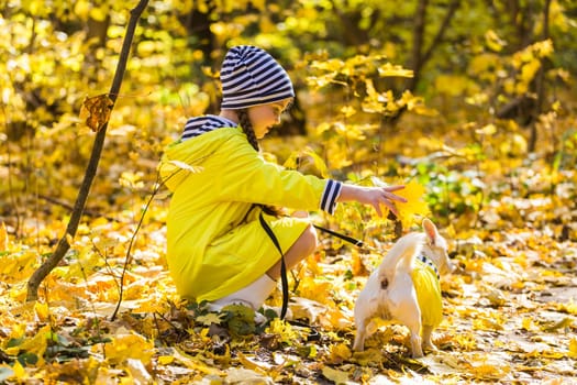 Child plays with Jack Russell Terrier in autumn forest. Autumn walk with a dog, children and pet.