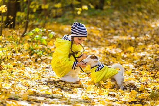 Child plays with Jack Russell Terrier in autumn forest. Autumn walk with a dog, children and pet.