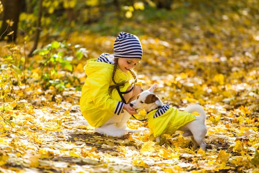 Child playing in autumn park with a jack russell terrier. Kid and jack russell dog.