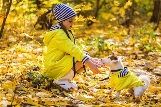 Portrait of a little girl on a background of orange and yellow leaves in an autumnal sunny day. Little puppy jack russell terrier. Pet and child concept.