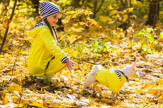 Child plays with Jack Russell Terrier in autumn forest. Autumn walk with a dog, children and pet.
