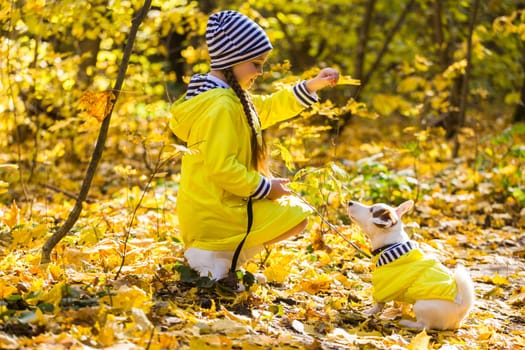 Child plays with Jack Russell Terrier in autumn forest. Autumn walk with a dog, children and pet.