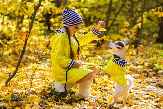 Child playing in autumn park with a jack russell terrier. Kid and jack russell dog.