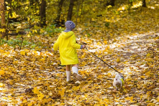 Girl with a dog jack russell terrier. Child, childhood, friendship and pet concept. Small dog walking in the autumn park.