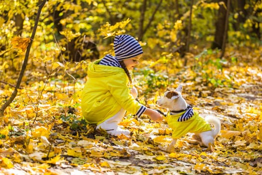 Child playing in autumn park with a jack russell terrier. Kid and jack russell dog.