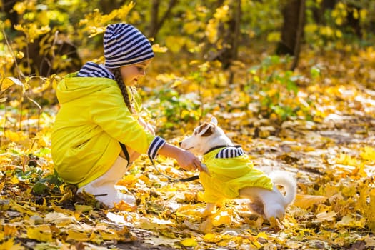 Child plays with Jack Russell Terrier in autumn forest. Autumn walk with a dog, children and pet.