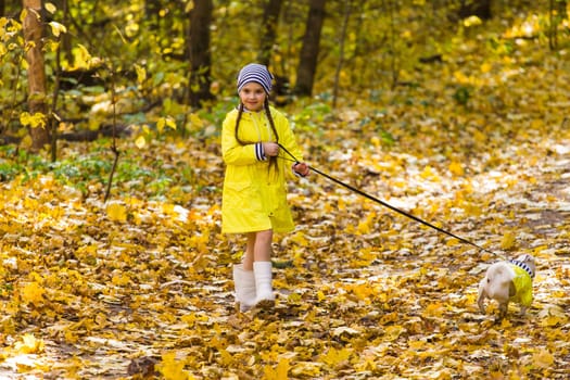 Child plays with Jack Russell Terrier in autumn forest. Autumn walk with a dog, children and pet.