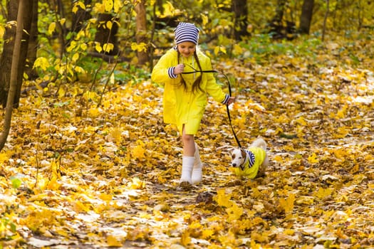 Child playing in autumn park with a jack russell terrier. Kid and jack russell dog.
