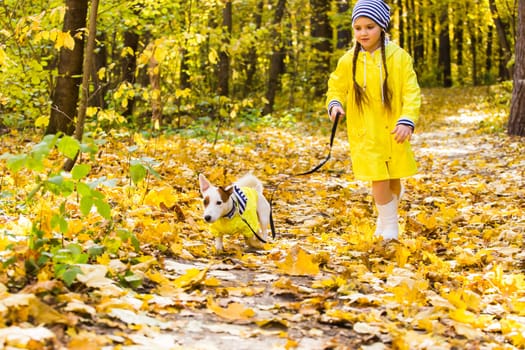 Child playing in autumn park with a jack russell terrier. Kid and jack russell dog.