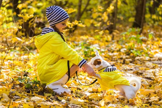 Child playing in autumn park with a jack russell terrier. Kid and jack russell dog.