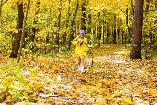 Child playing in autumn park with a jack russell terrier. Kid and jack russell dog.