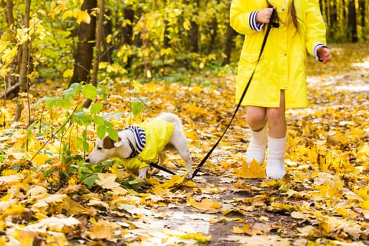 Portrait of a little girl on a background of orange and yellow leaves in an autumnal sunny day. Little puppy jack russell terrier. Pet and child concept.