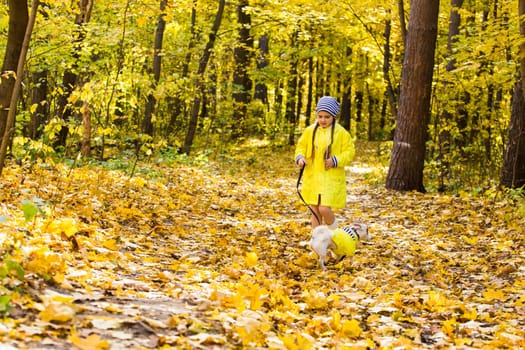 Child girl with dog outdoors. Kid with pet at autumn. Jack russell terrier puppy