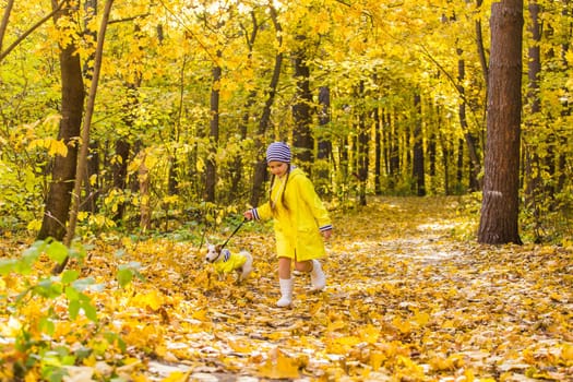 Child plays with Jack Russell Terrier in autumn forest. Autumn walk with a dog, children and pet.