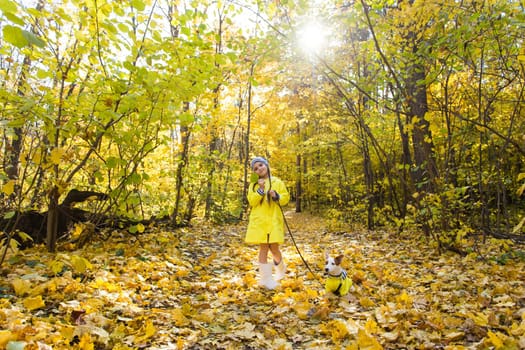 Child plays with Jack Russell Terrier in autumn forest. Autumn walk with a dog, children and pet.
