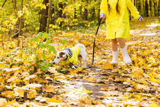 Child girl with dog outdoors. Kid with pet at autumn. Jack russell terrier puppy