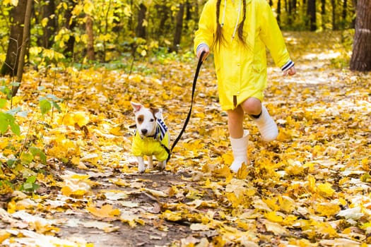 girl playing with her dog in autumn forest. Child and jack russell terrier dog.