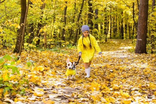 Child plays with Jack Russell Terrier in autumn forest. Autumn walk with a dog, children and pet.