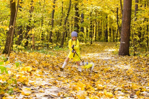 Child playing in autumn park with a jack russell terrier. Kid and jack russell dog.
