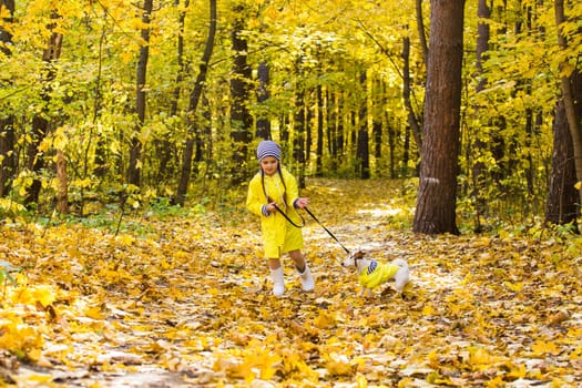 Child plays with Jack Russell Terrier in autumn forest. Autumn walk with a dog, children and pet.