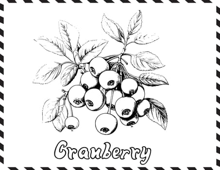Cranberry Coloring Pages for Kids
