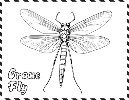 Crane Fly Coloring Page for Kids