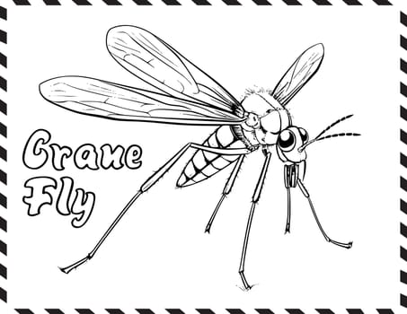 Crane Fly Coloring Page for Kids