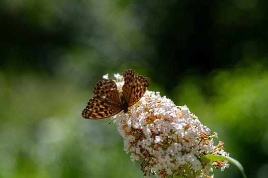 Butterfly "Emperor Mantle"" (Argynnis paphia) on white buddleia in green nature"