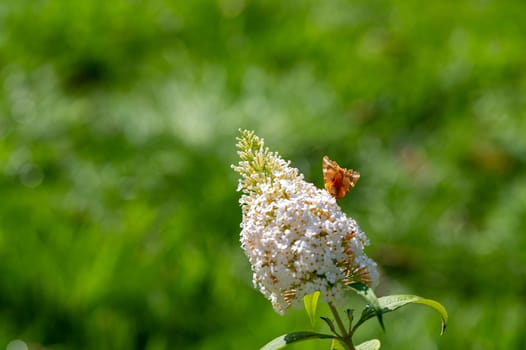 Bottom of Butterfly "Russian Bear"" ( Euplagia quadripunctaria ) on white buddleia in green nature"